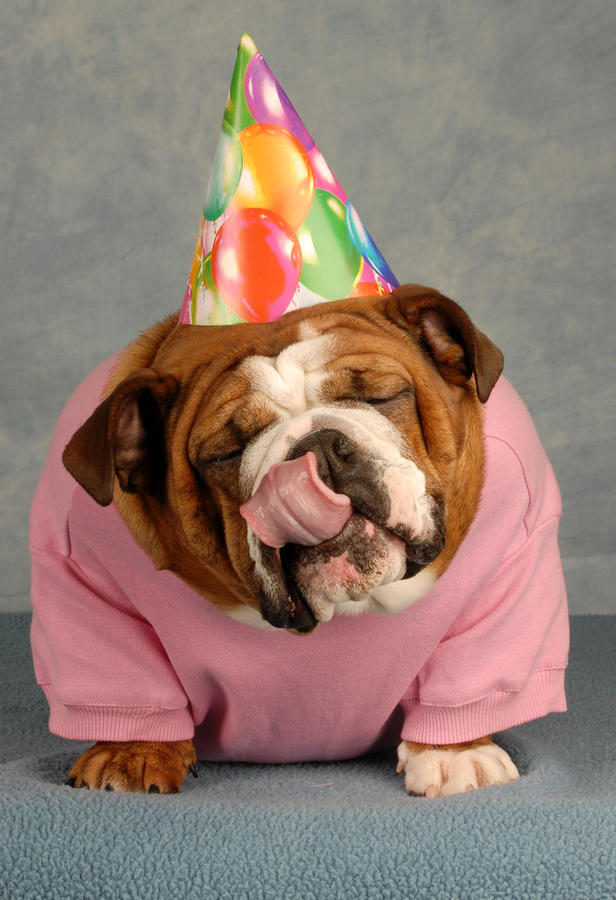 bulldog-birthday.jpg